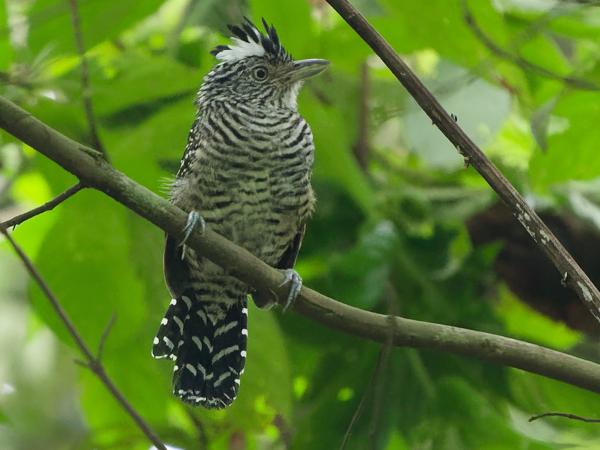 <h3><a href="/trips/costa-rica/biota/animalia/chordata/aves/040 passeriformes/005 thamnophilidae/thamnophilus doliatus/thamnophilus doliatus-nl.html">Thamnophilus&nbsp;doliatus</a> / Barred&nbsp;antshrike / Gebandeerde&nbsp;mierklauwier</h3>OM-1 Mark II met OLYMPUS M.150-400mm F4.5, 1/500 sec  bij F4.5, ISO 10000, afstand 8.34&nbsp;m